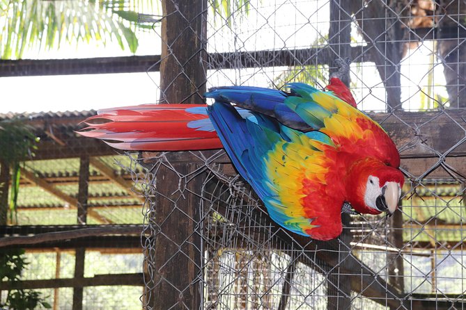 Zipline, Optional Monkeys/Sloths/Macaws Visit & West Bay Beach Resort: Roatan,HN - Pickup Information