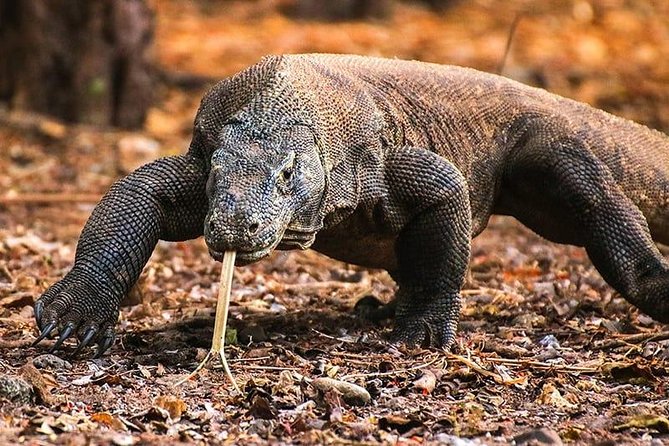 1 Day Komodo Trip by Private Fast Boat - Exclusions