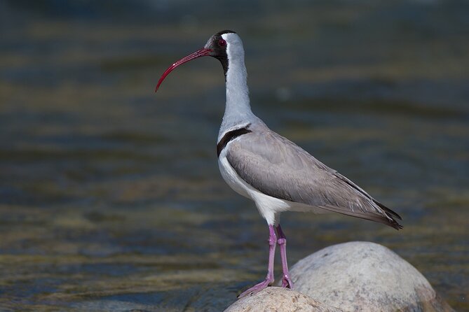 15-Day Bird Watching and Cultural Tour in Bhutan - Cultural Experiences