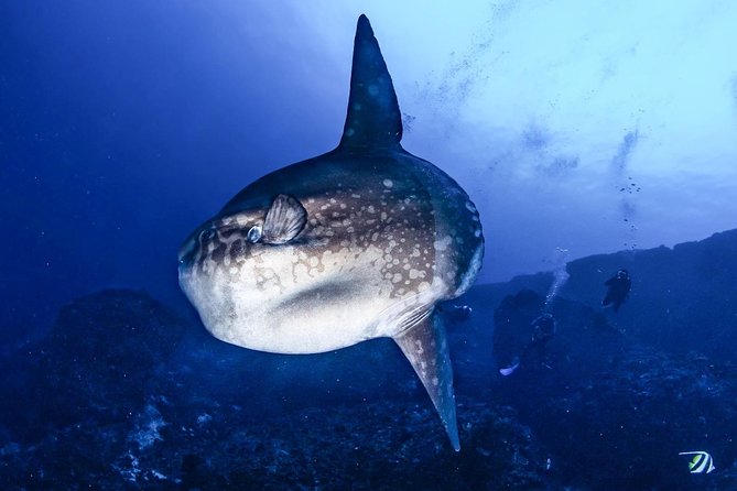 2 Days Discover Scuba Diving in Nusa Lembongan - Scuba Initiation - Two Ocean Dives