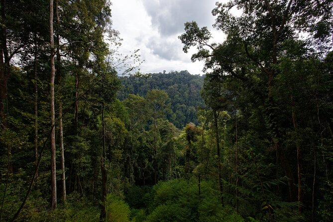 3 Days Bukit Lawang Tour (Happy Jungle) - Meeting and Pickup Details