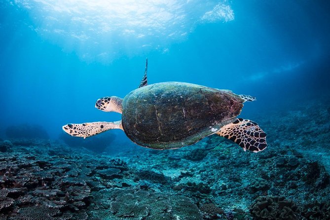 5 Fun Dives in Nusa Lembongan (For Certified Divers) - Swim With a Mola Mola - Exploration of Dive Sites
