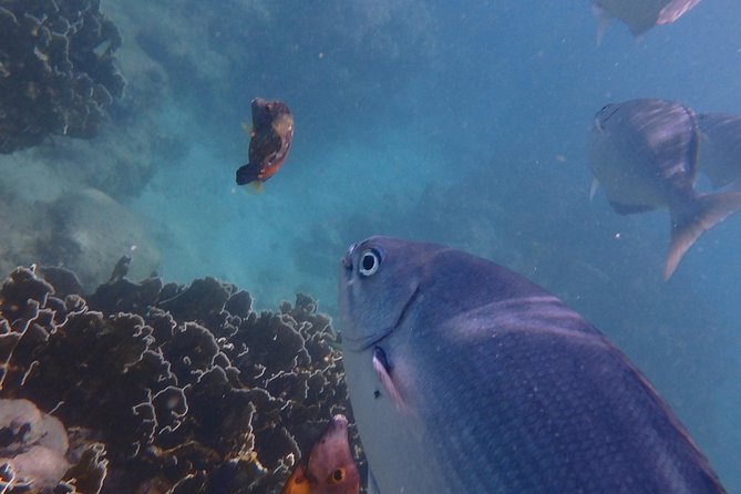 5-Hour Small-Group Catamaran Cruise From Bridgetown With Lunch - Turtle Sighting and Reef Exploration