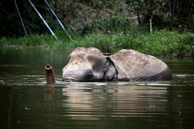 A Morning With the Elephants at Phuket Elephant Sanctuary - Roaming the Sanctuary