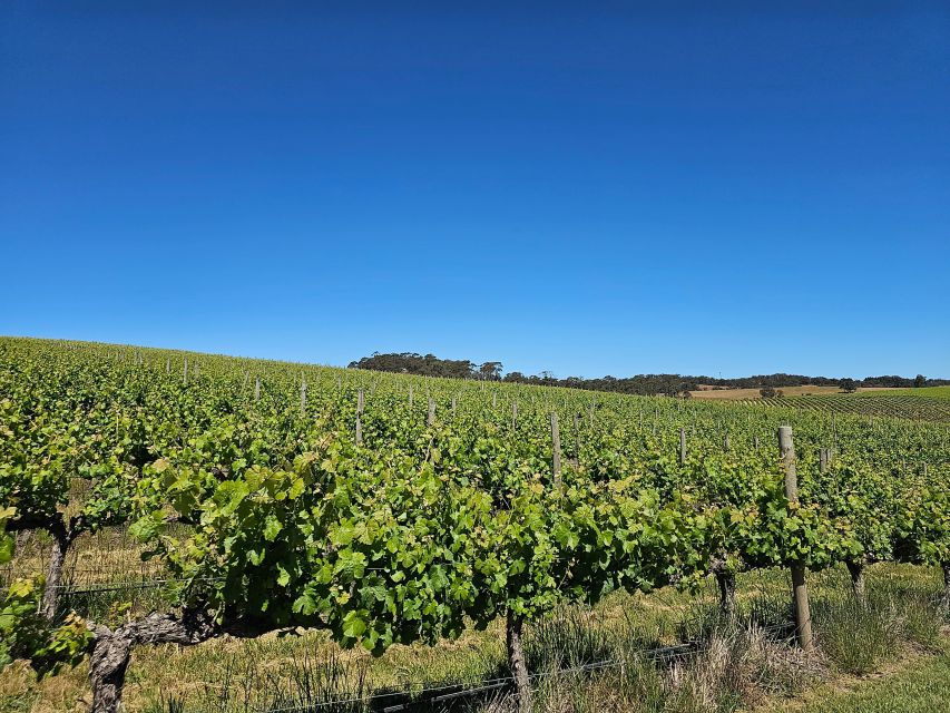 Adelaide: Hahndorf & Hills Gourmet Food & Wine Tour - Itinerary