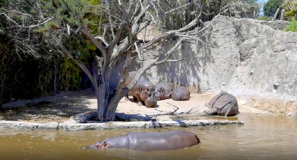 Africam Safari Conservation Park - Transportation and Meeting Point