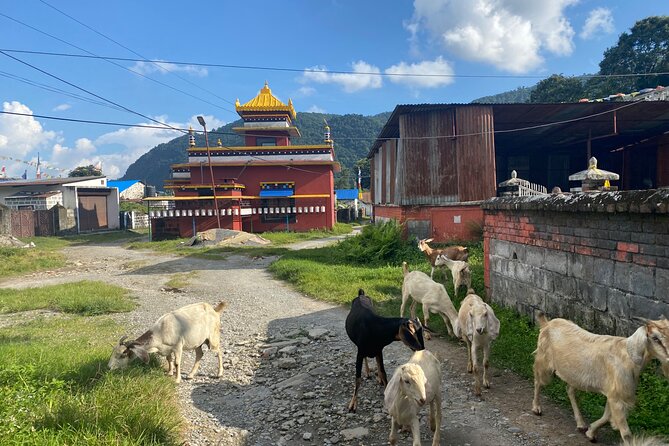 Afternoon Tibetan Cultural Tour to Tibetan Settlements Pokhara - Guided by a Tibetan Expert