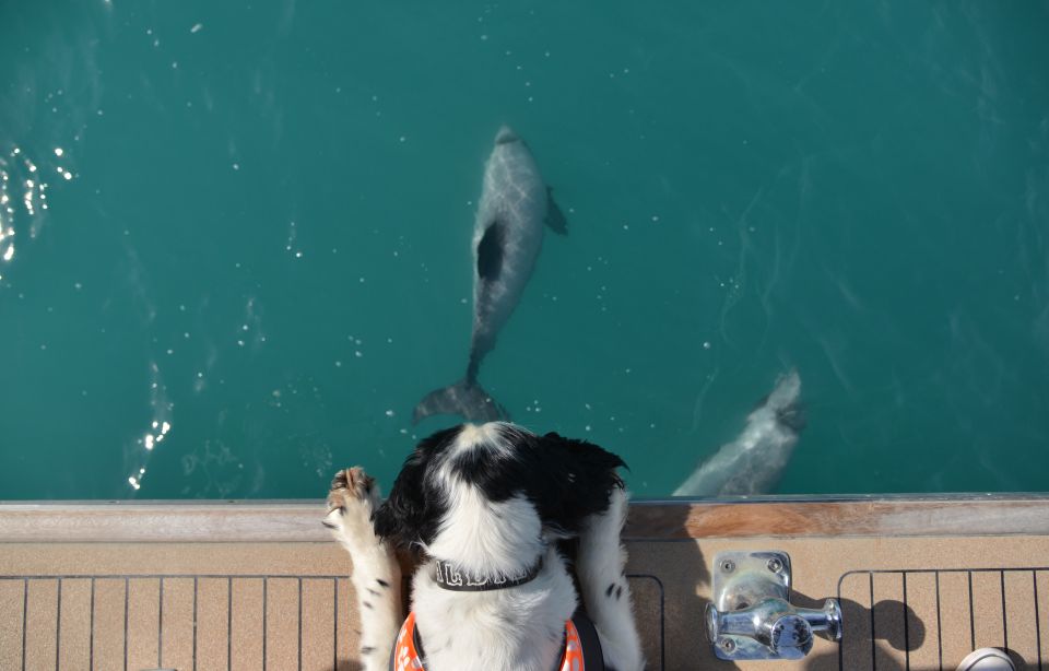 Akaroa: Dolphin Nature Cruise - Booking Information