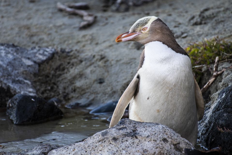 All in Dunedin - Nature & City Tour - Tour Highlights