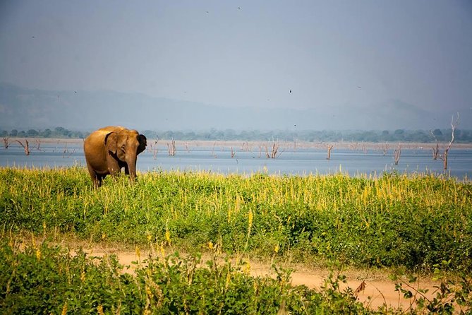 All Inclusive Private Safari in Minneriya National Park - Meeting and Pickup Details