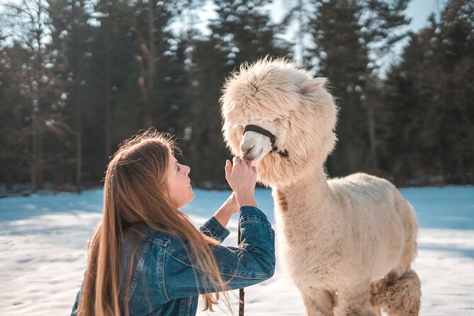 Alpaca World & Nami Island & Garden of Morning Calm One Day Tour - Meeting and Pickup