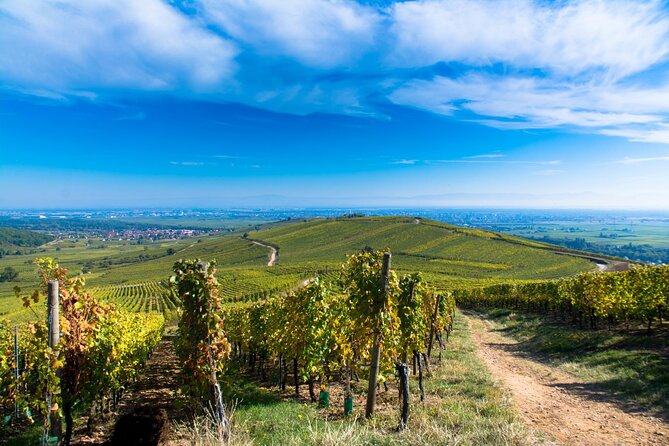 Alsace Wine Route Wineries & Tasting Small Group Guided Tour From Strasbourg - Visiting Mittelbergheim Wineries