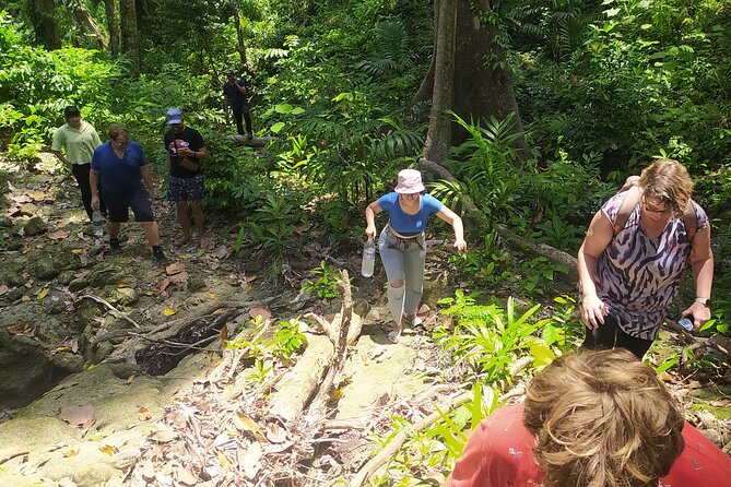 Ancient Lava Stream Trek Through Dense Tropical Forest. - Preparing for the Trek
