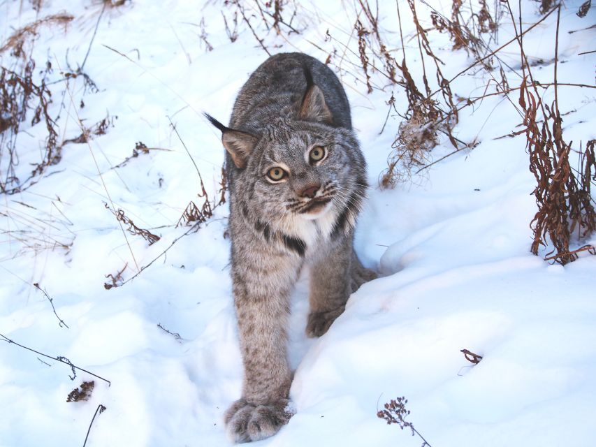 Arctic Day: Wildlife & Hot Springs | Half Day - Yukon Wildlife Preserve