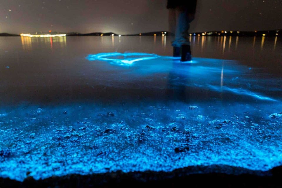 Auckland: Bioluminescence Kayak Tour - Itinerary Overview