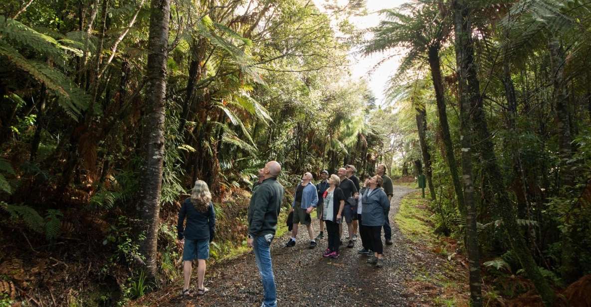 Auckland City, Beaches & Rainforest Premium Small Group Tour - Tour Highlights