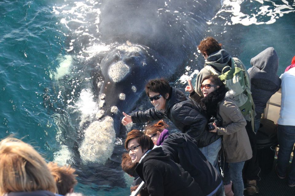 Augusta: Whale Watching Tour - Itinerary