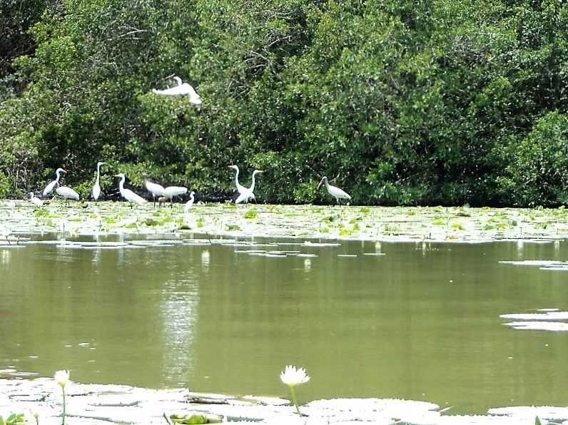 .Baby Turtle Release, Lagoon Boat Ride, and Crocodile Farm - Native Wildlife Observation