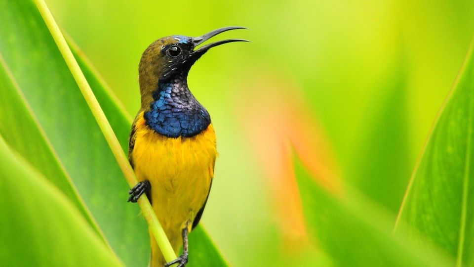 Bali: Bird Watching Tour in Ubud Countryside With Transfer - Highlights of the Tour