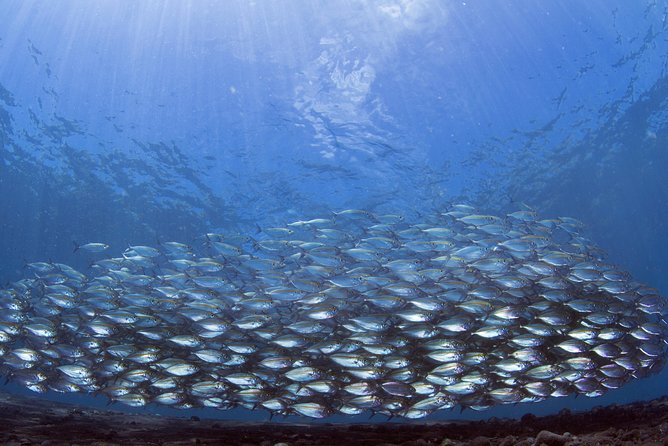 Bali Diving Day Trip-Manta Point/Tulamben Shipwreck-Fun Dive - Optional Extras and Travel Policies