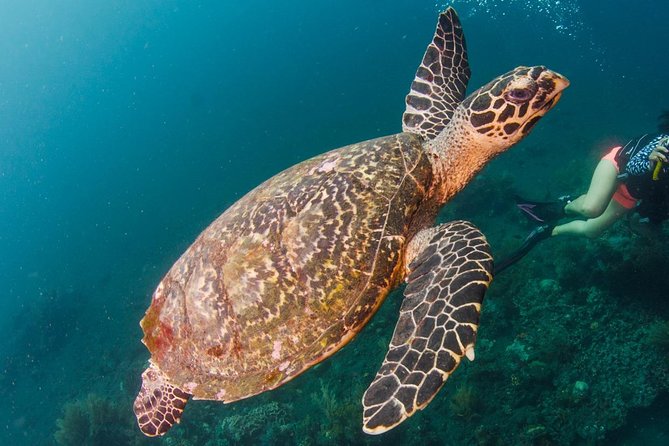 Bali Diving for Beginners: Tulamben Liberty Wreck - Meeting and Pickup Details