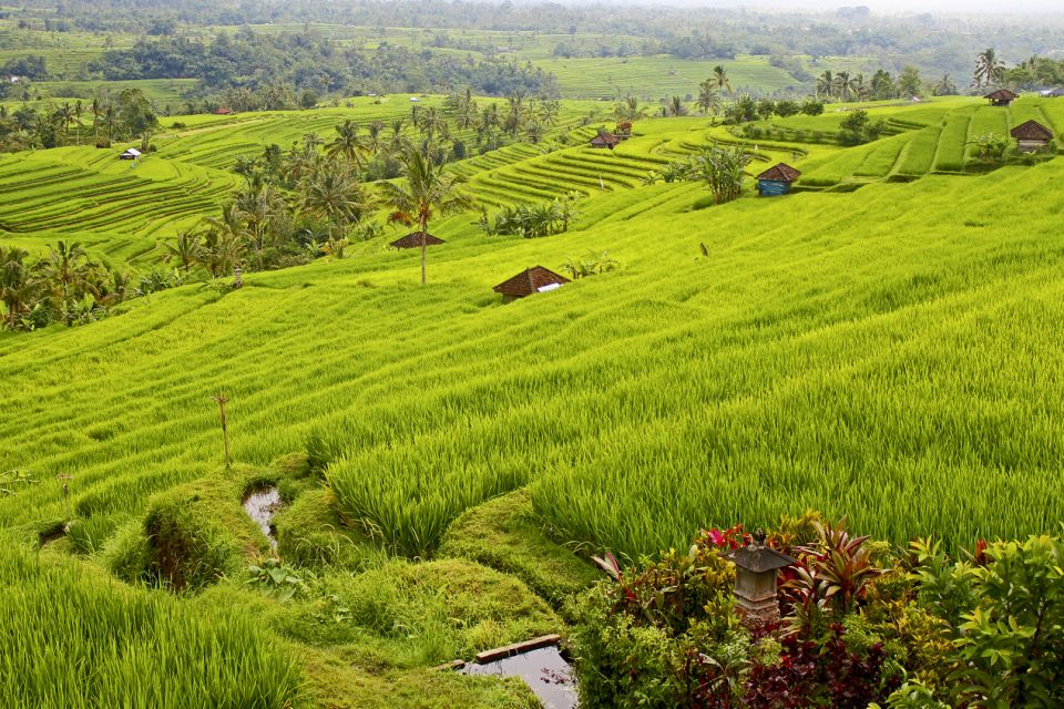 Bali: Jatiluwih Rice Terraces 1 Hour Electric Bike Tour - Experience Highlights