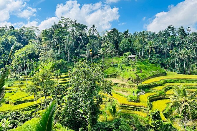 Bali Private Tour Ubud and Kintamani Including Lunch and Waterfall - Detailed Itinerary