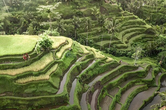 Bali Shore Excursions : Best of Bali Tour - Reviews and Accolades