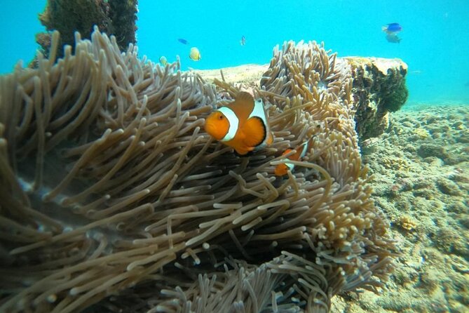 Bali Snorkeling At Bluelagoon Beach With Lunch Private Transport - Tour Inclusions and Amenities