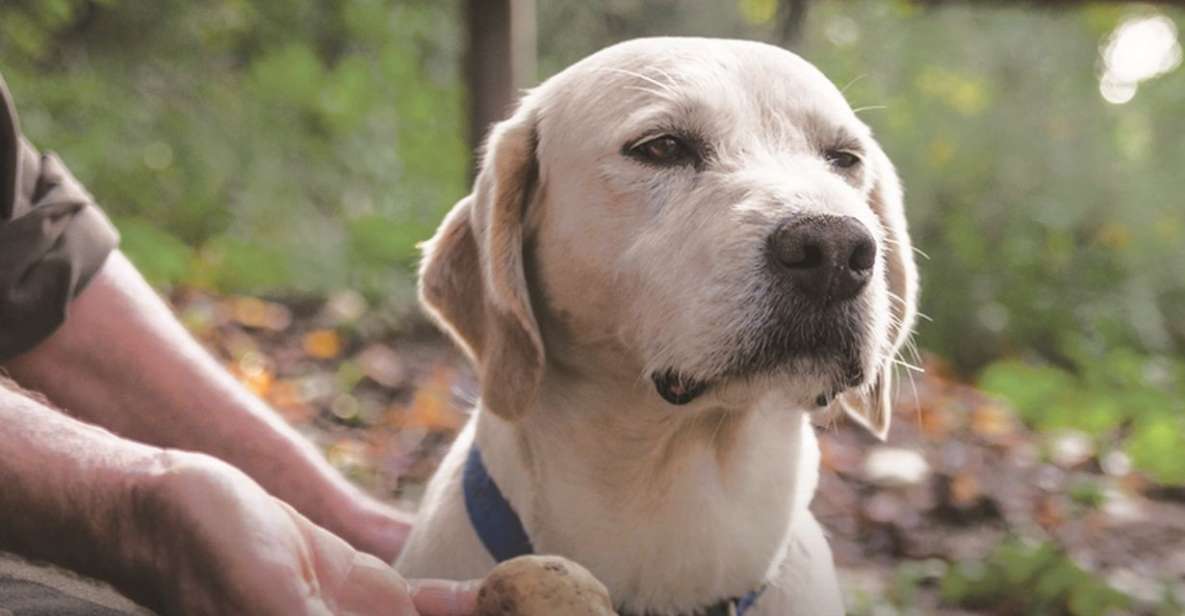 Barolo: Truffle Hunting and Wine Tasting - Location and Transportation