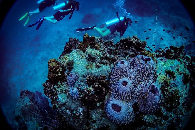 Basic Diver ( One Day Experience) - Traveler Requirements
