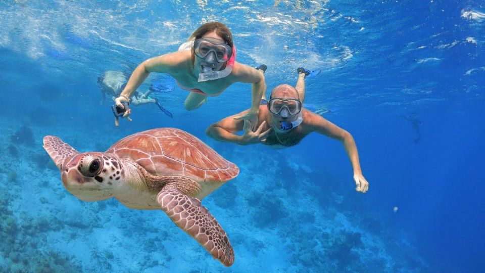 Basic Snorkeling at Menjangan Island - Marine Life Sightings