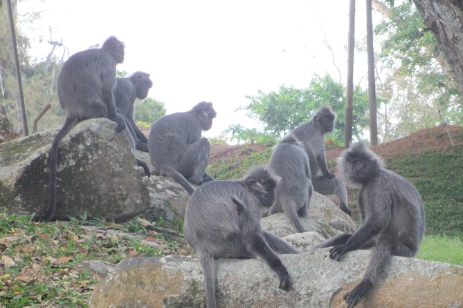 Batu Caves,Hot Spring, Monkey & Fireflies Tour With Dinner - Exclusions