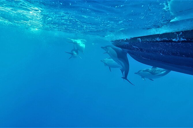 Benagil Caves Visit With Dolphins Watching From Albufeira - Boat Specifications