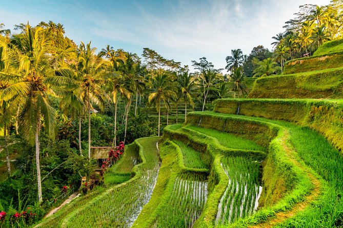 Best of Bali Tour - All Inclusive - Tegalalang Rice Terrace