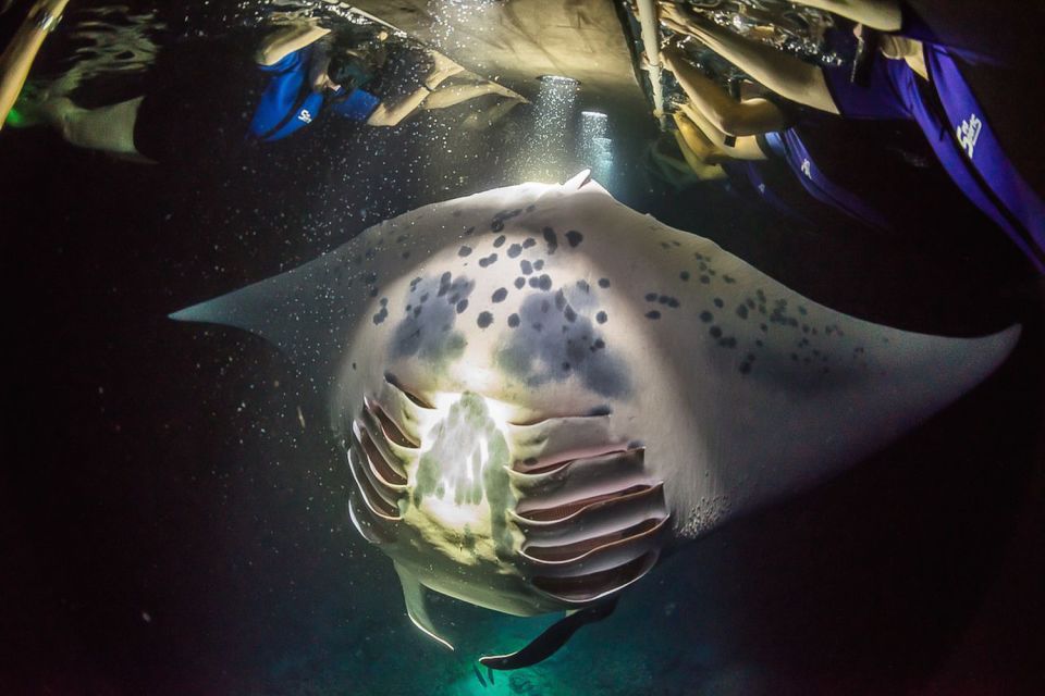 Big Island: Night Swim With Manta Ray With Hot Chocolate - Logistics