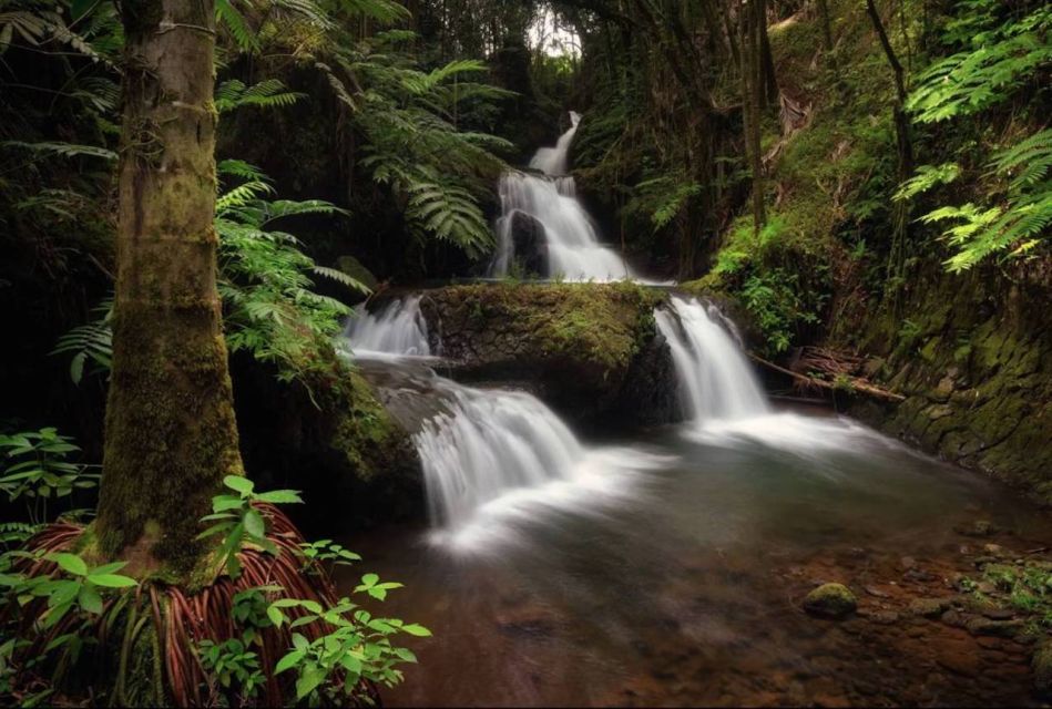 Big Island: Small Group Waterfalls Adventure - Hawaii Tropical Bioreserve & Garden