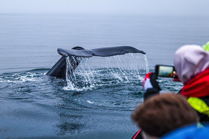 Big Whales & Puffins RIB Boat Tour From Húsavík - Restrictions
