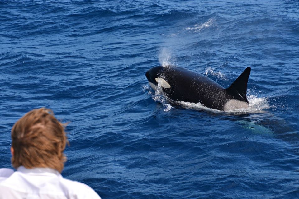 Bremer Canyon Orca Experience From Bremer Bay - Inclusions