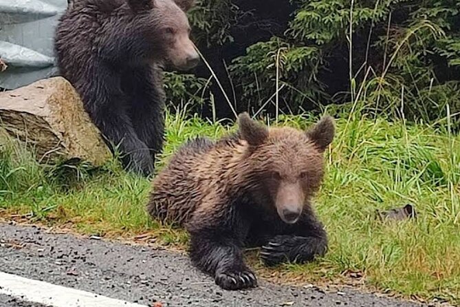 Brown Bears Safari Near Vlad the Impaler Castle and Top Gear Road - Poenari Citadel and Vlad the Impaler