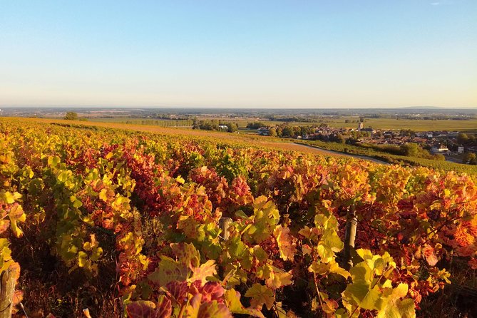 Burgundy Grand Crus Route Day Tour - 12 Wines Tastings in Domains - Exclusions