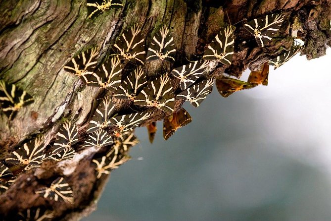Butterfly Valley & Wine, Olive Oil, Honey Tasting Tour (Small Group) - Activity Details