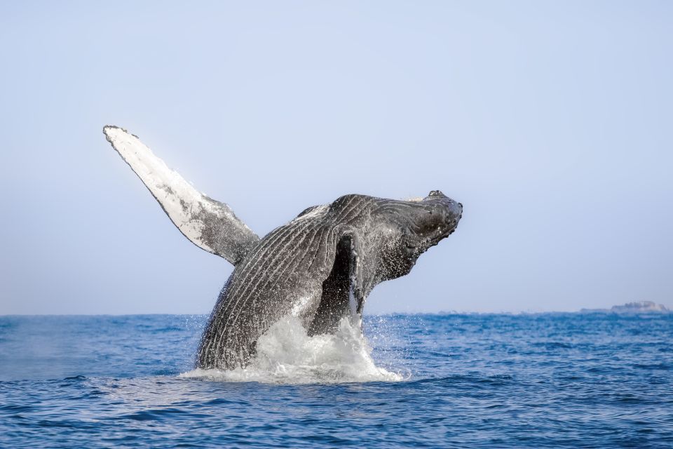 Cabo San Lucas: Luxury Catamaran Whale Watching Experience - Whats Included in the Package