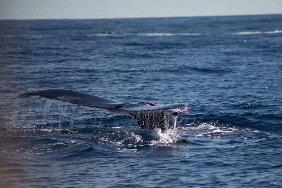 Cabo San Lucas: Whale Watching Breakfast Cruise - Open Bar Offerings