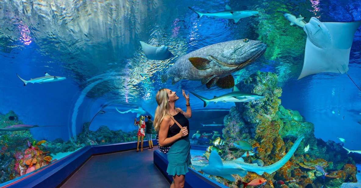 Cairns Aquarium Turtle Hospital and City Sightseeing Tour - Itinerary