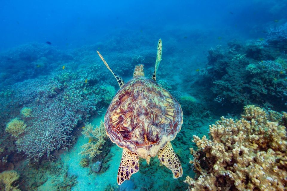 Cairns: Snorkel & Dive a Secluded Great Barrier Reef Island - Indulge in a Tropical Buffet Lunch