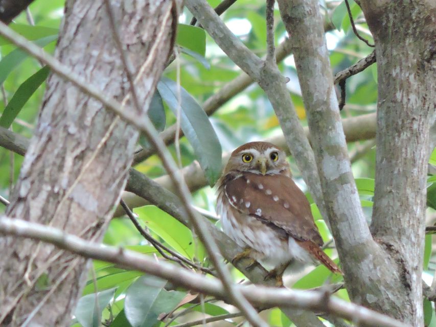 Cancún: Guided Birdwatching Hike - Inclusions