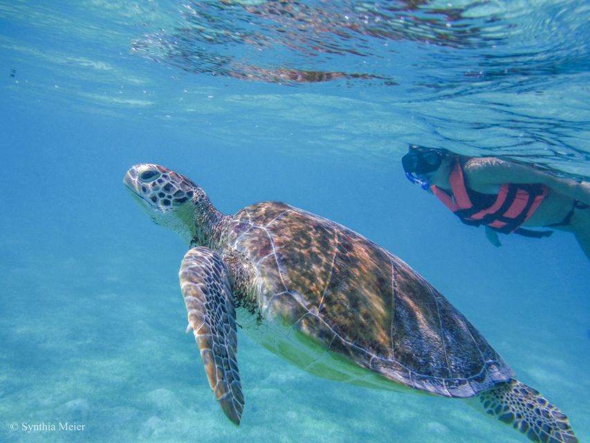 Cancun: Marine Turtle Observation in Akumal - Snorkeling in the Second-Largest Coral Reef