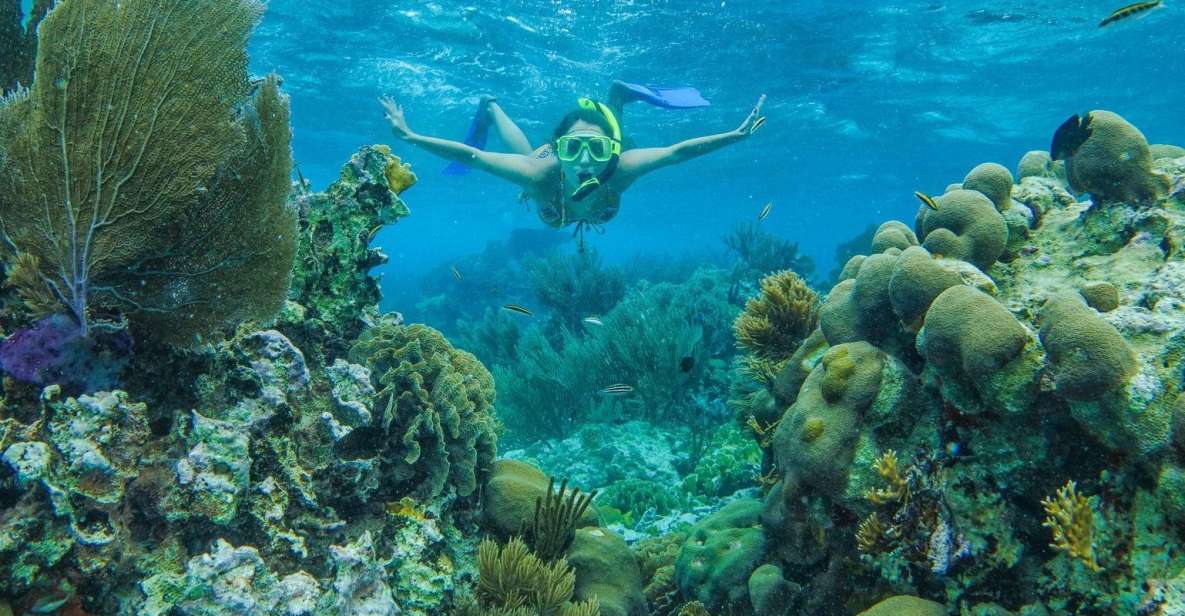 Cancun: Snorkel in MUSA Undewater Museum and Reef - Snorkeling in the Arrecife Spots