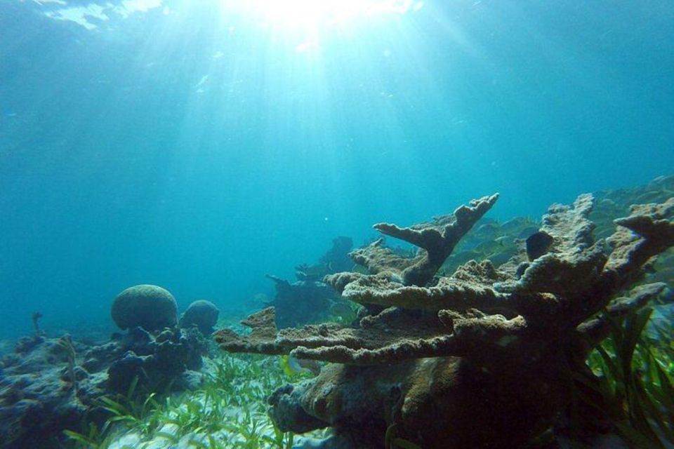 Cancun: Swim With Turtles, Reef, Underwater Museum Tour - Gear Included